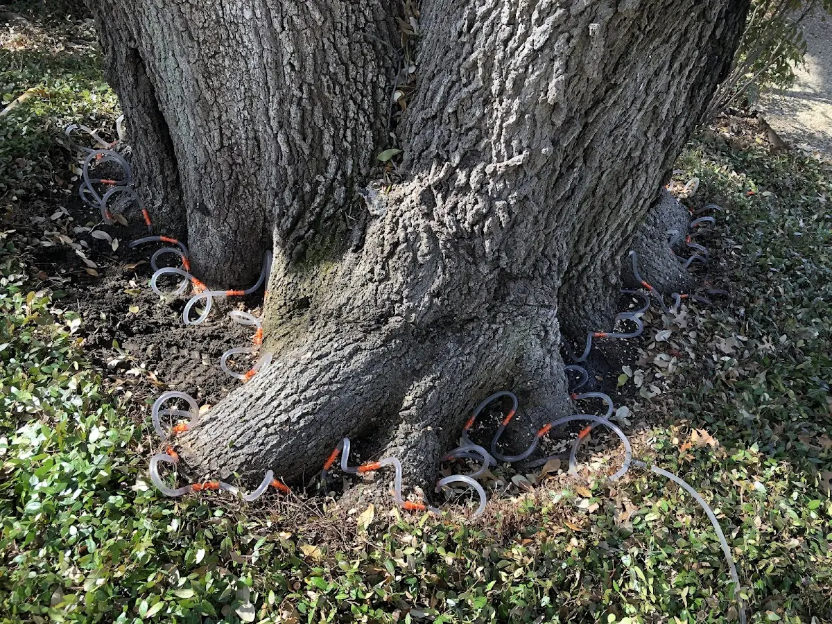 Detailed Tree Cabling and Bracing job site in Normandy